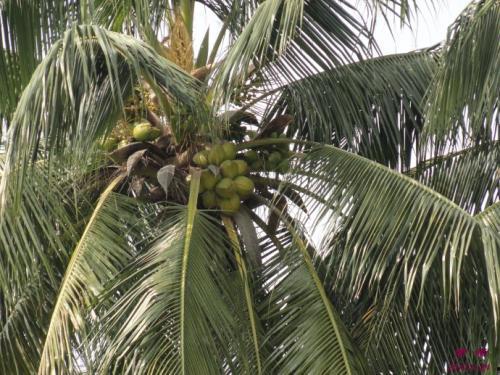 娱乐吃瓜酱椰树,娱乐吃瓜酱椰树,带你领略热带风情